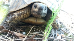 Testudo hermanni