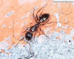 Camponotus quadrinotatus