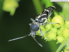 Chlorophorus diadema