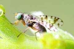 Austrotephritis pelia