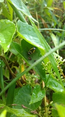 Hemithyrsocera vittata