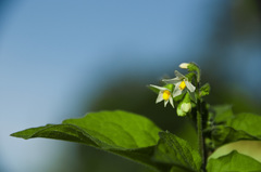 Solanum nigrum nigrum