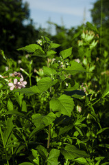 Solanum nigrum nigrum