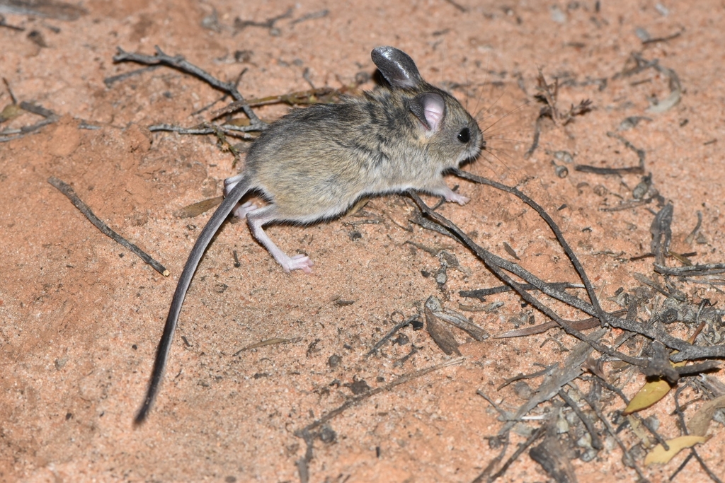 Mitchell's Hopping Mouse (Notomys mitchellii)
