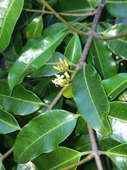 Landolphia kirkii