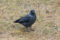Corvus monedula