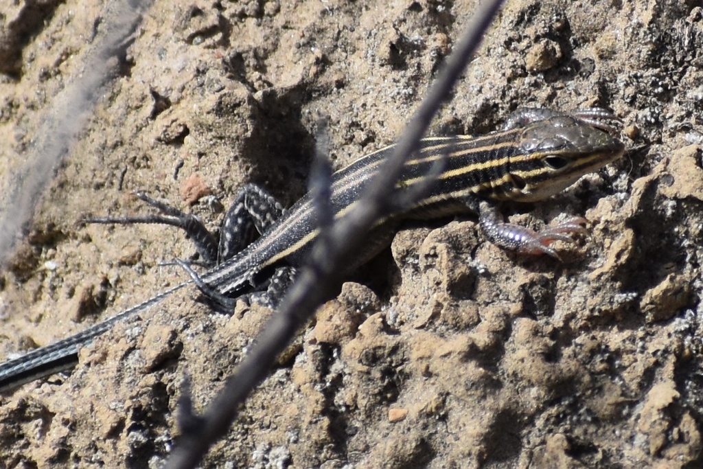 Belding’s Orange-throated Whiptail from Blossom Valley, El Cajon, CA ...