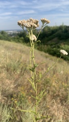 Achillea setacea