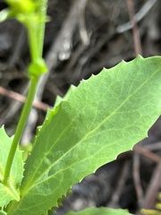 Goodenia decurrens