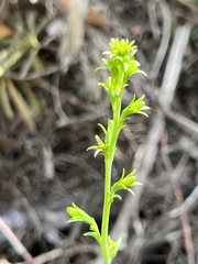 Goodenia decurrens