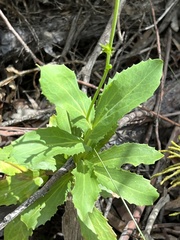 Goodenia decurrens