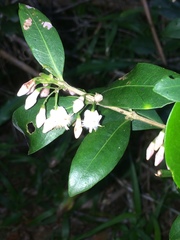 Tricalysia sonderiana