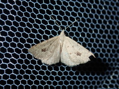 Dichromodes estigmaria