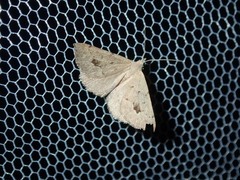 Dichromodes estigmaria