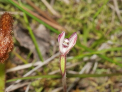 Caladenia minor