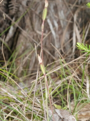 Caladenia minor