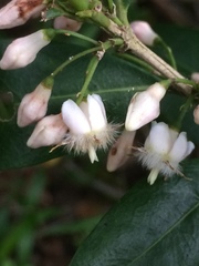 Tricalysia sonderiana