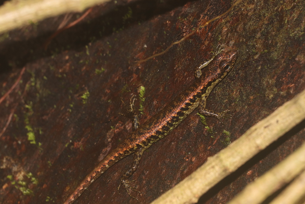 Java Black-spotted Forest Skink