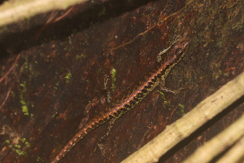 Java Black-spotted Forest Skink