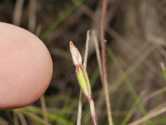 Caladenia minor