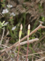 Caladenia minor