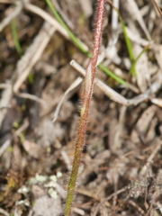 Caladenia minor