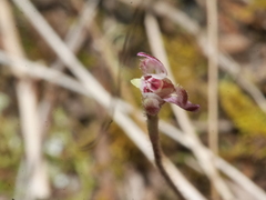 Caladenia minor