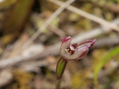 Caladenia minor