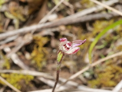 Caladenia minor