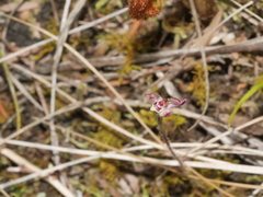 Caladenia minor