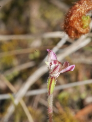 Caladenia minor