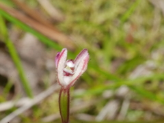Caladenia minor