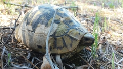 Testudo hermanni