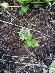 Polygala macowaniana