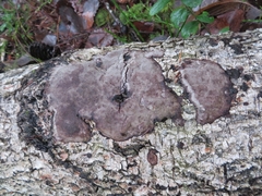 Phellinus laevigatus