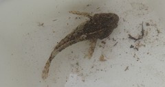 Taurulus bubalis
