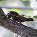 Wing-tapping Cicadas - Photo (c) Ken-ichi Ueda, some rights reserved (CC BY-NC-SA)