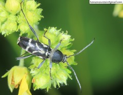 Chlorophorus diadema