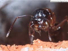 Camponotus quadrinotatus