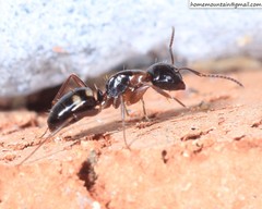 Camponotus quadrinotatus