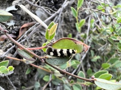 Macrobathra platychroa
