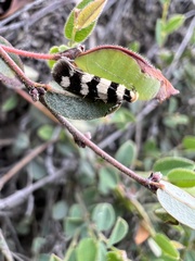Macrobathra platychroa