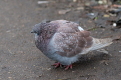 Columba livia domestica