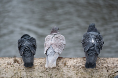 Columba livia domestica
