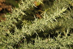 Ulex europaeus