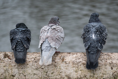 Columba livia domestica