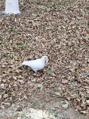 Columba livia domestica