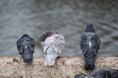Columba livia domestica