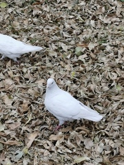 Columba livia domestica