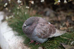 Columba livia domestica